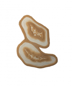 Monster FX Encapsulated Silicone Prosthetic - Small Shark Bite (Set Of 2) Prosthetics